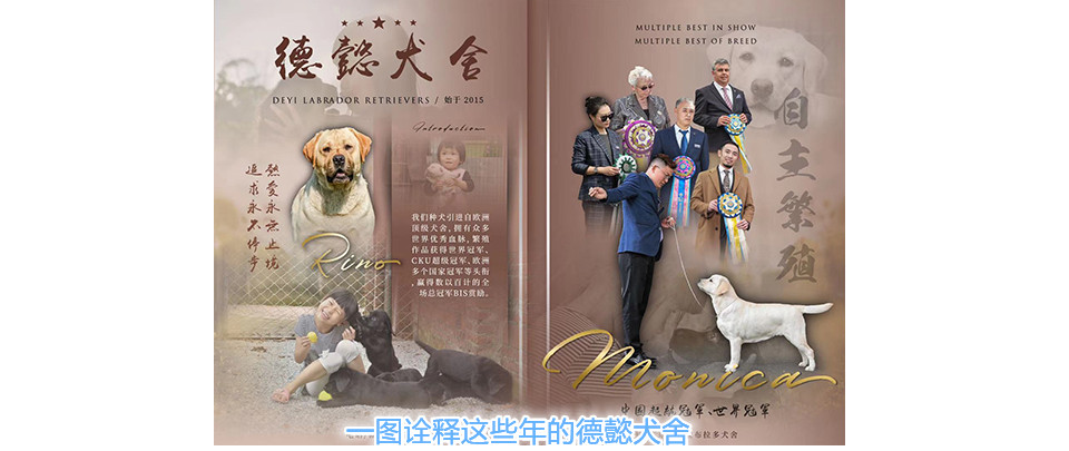 广东德懿拉布拉多犬舍 广东德懿拉布拉多犬舍